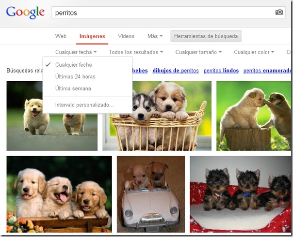perro22