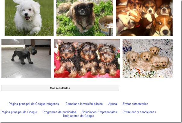 perro7